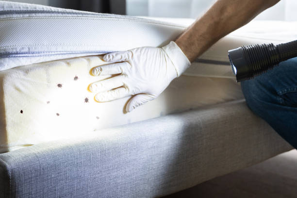Wasp Removal Services in Tolleson, AZ