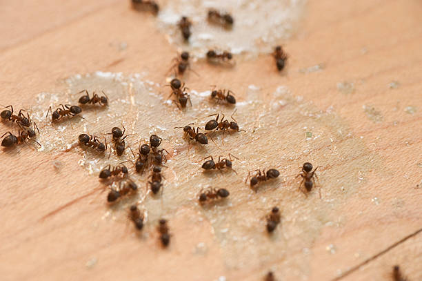 Best Pest Removal Services  in Tolleson, AZ